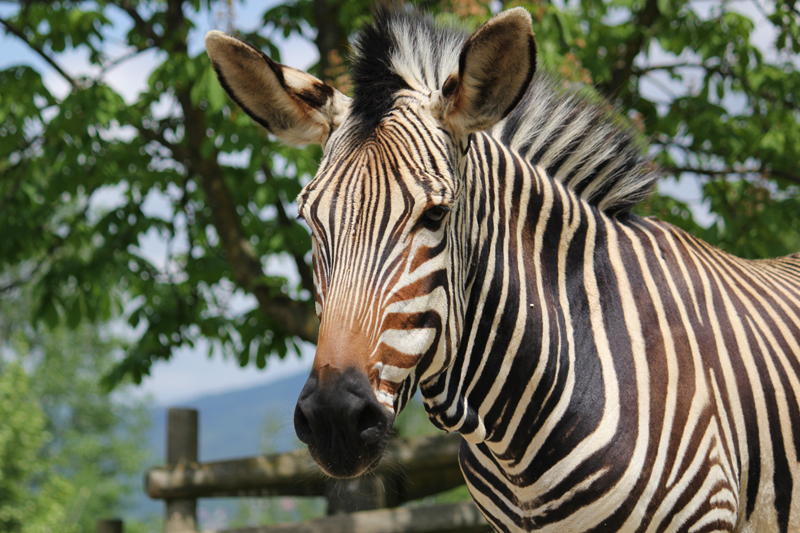 Zebra der Tierwelt Herberstein